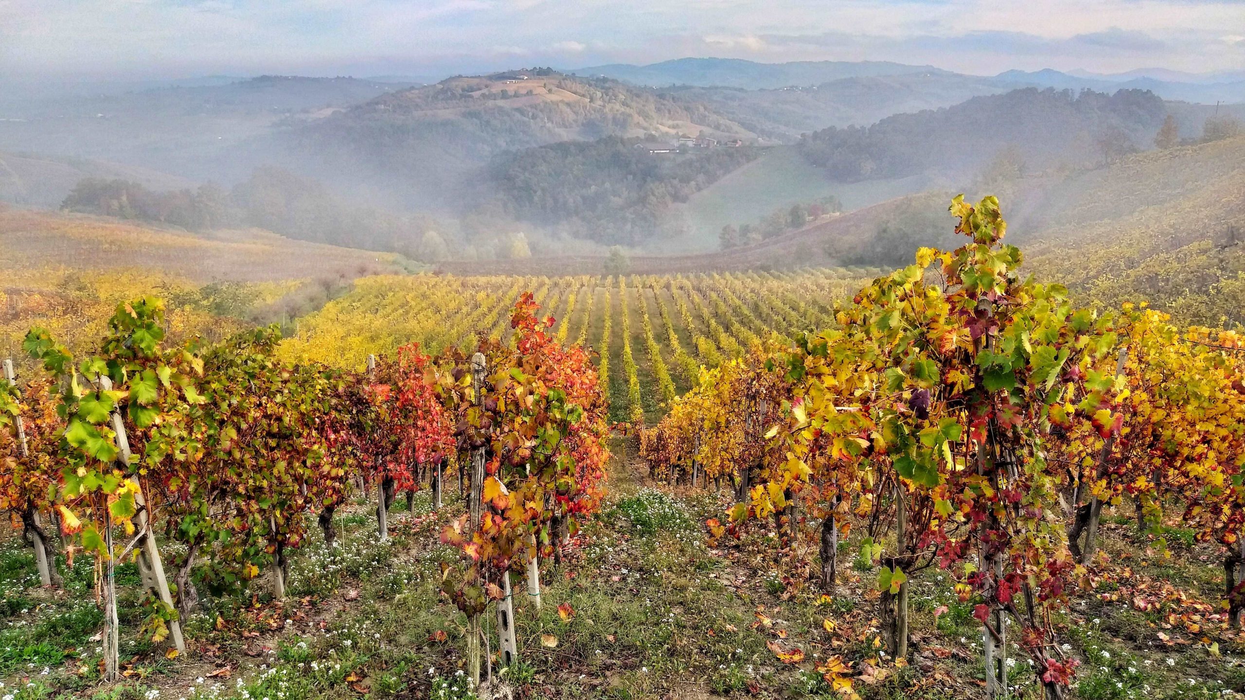 Lefiole. Silvia ed Elena: il vino come destino, il territorio come radice