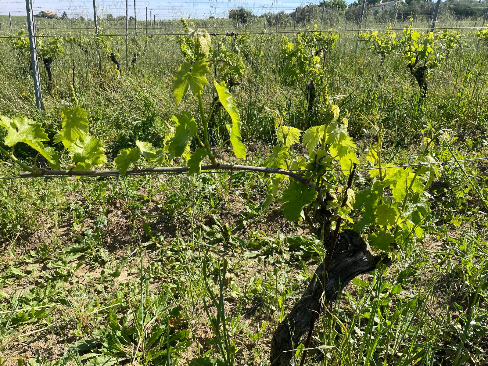 Le radici dei ricordi. L'identità di Cantina Vini Simonetti