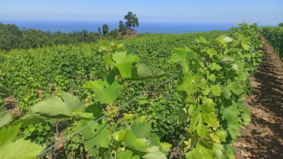 ATA, L’ETNA ROSATO DOC 100% NERELLO MASCALESE DI IUPPA