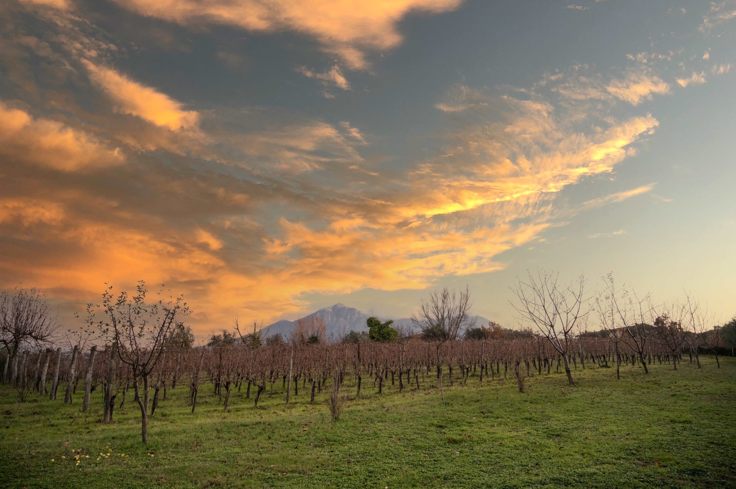 Joaquin. Raffaele Pagano, il cercatore di vigneti