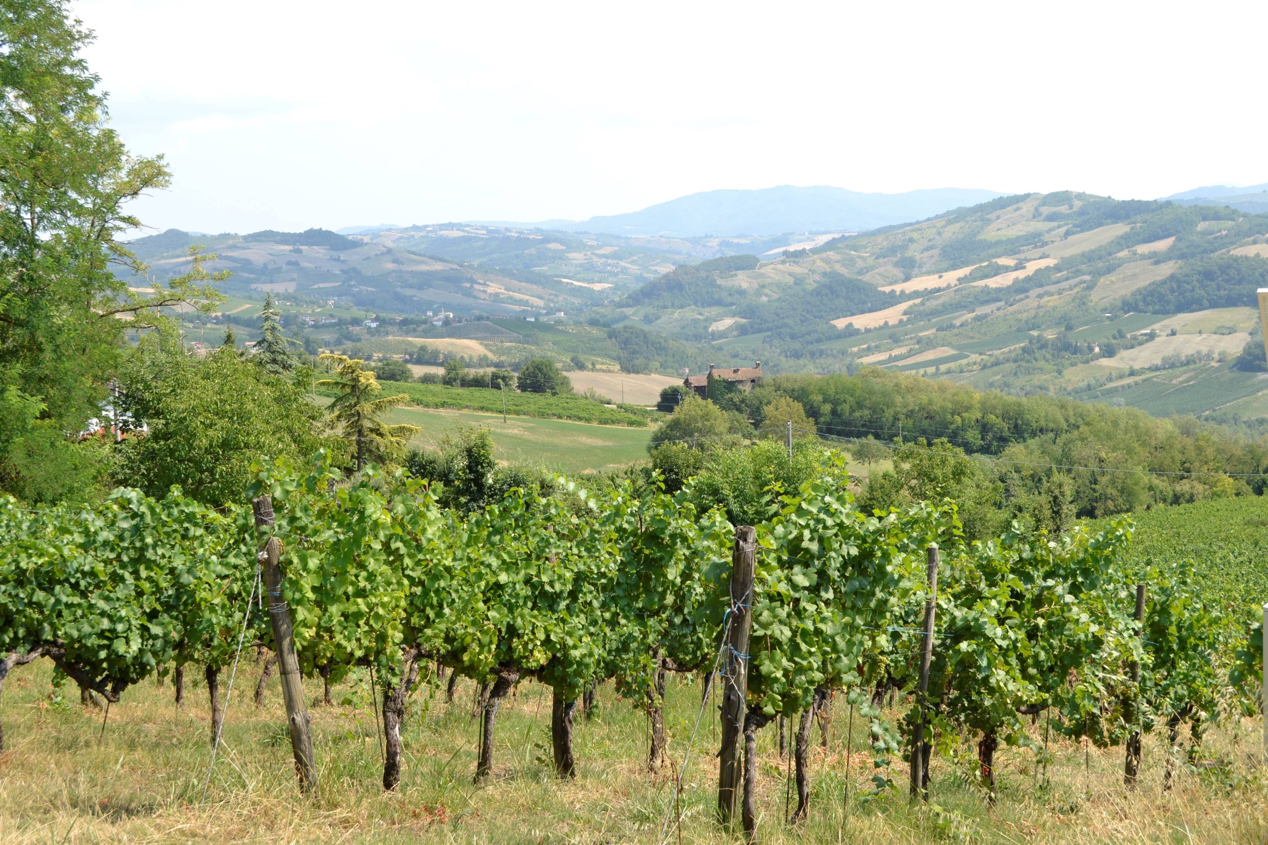  I Doria di Montalto Pavese. Daniele Manini, il filosofo in vigna