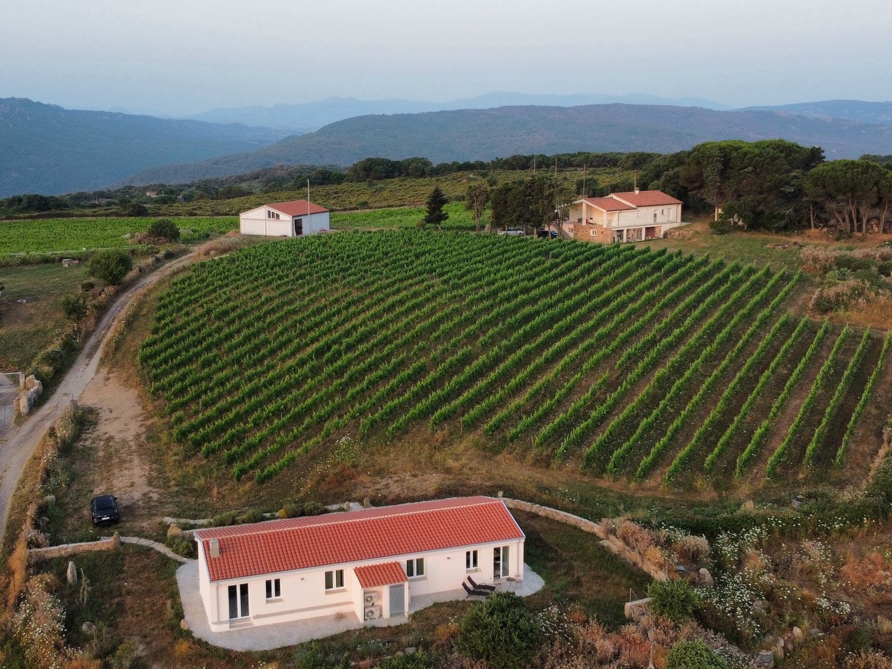 La Sughera. Francesco Welti e la vigna sott'occhio