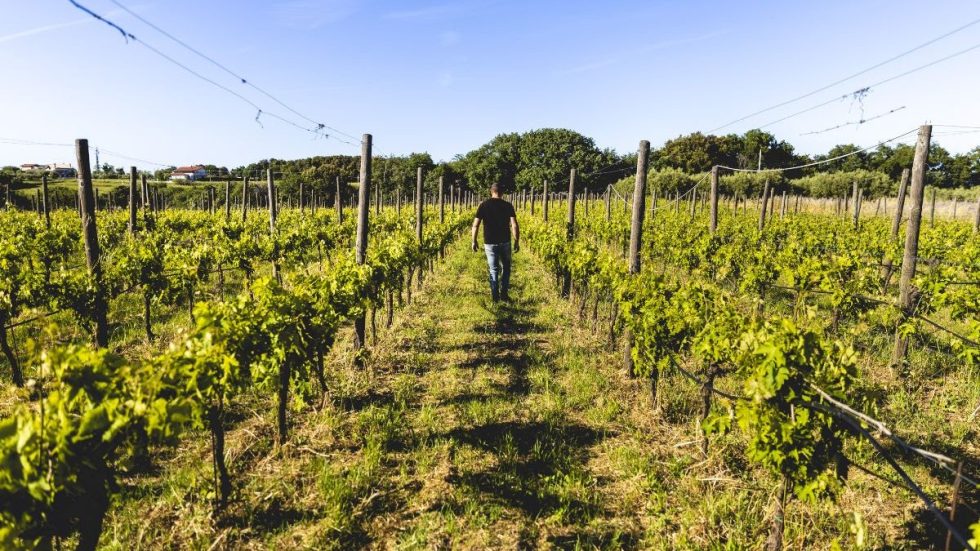 FIVI - Dal 21 al 26 agosto i Vignaioli Indipendenti FIVI partecipano per la prima volta al Meeting di Rimini