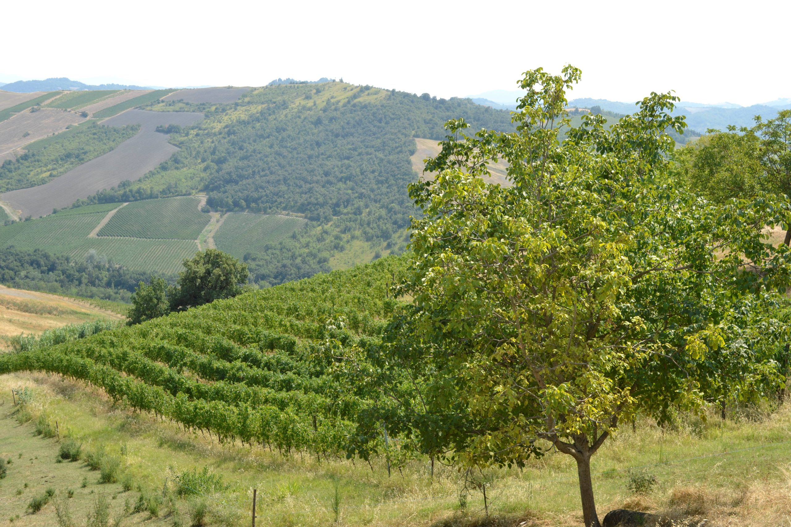  I Doria di Montalto Pavese. Daniele Manini, il filosofo in vigna