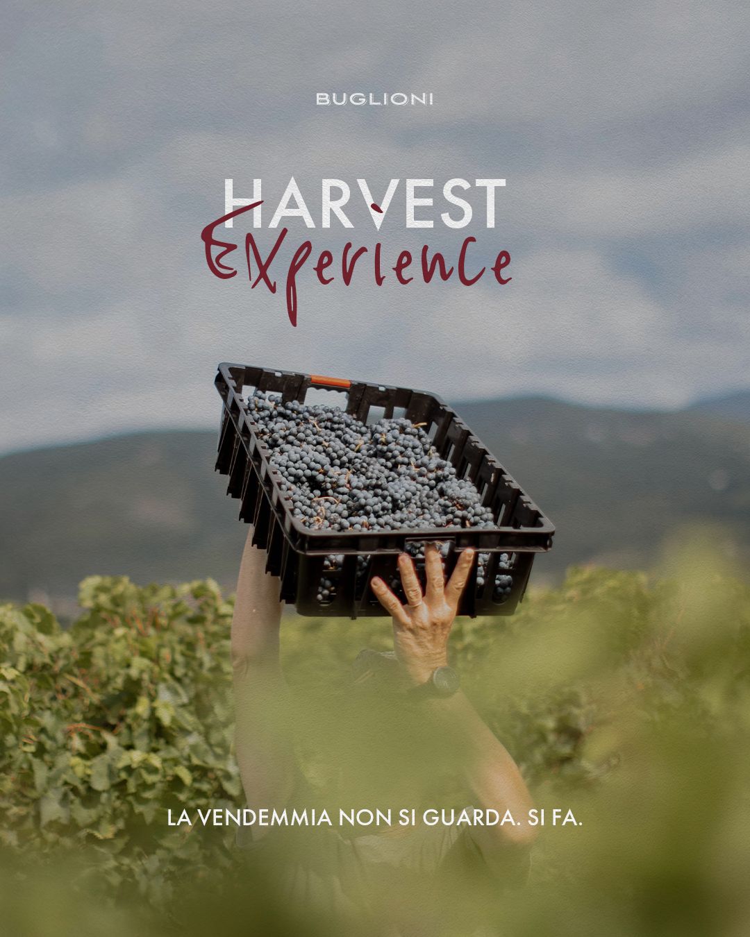 Buglioni Harvest Experience. La vendemmia non si guarda, si fa