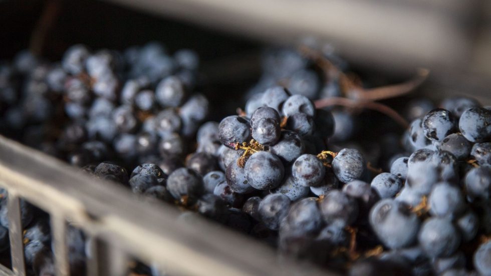 Vendemmia 2026: da nord a sud quantità in lieve flessione, ma i vignaioli non piangono «con l’attuale situazione di mercato, meglio la qualità della quantità»