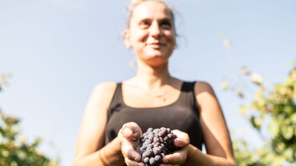 Alta Langa Docg, al via la Vendemmia 2026: attese basi spumante di Ottima Qualità