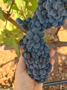 Tenuta Liliana. Una visione che diventa un progetto