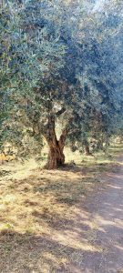 Cantina Tellenae. L'amore che move la vigna
