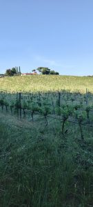 Cantina Tellenae. L'amore che move la vigna
