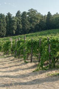Marchesi Pancrazi. La terra ha già deciso per noi