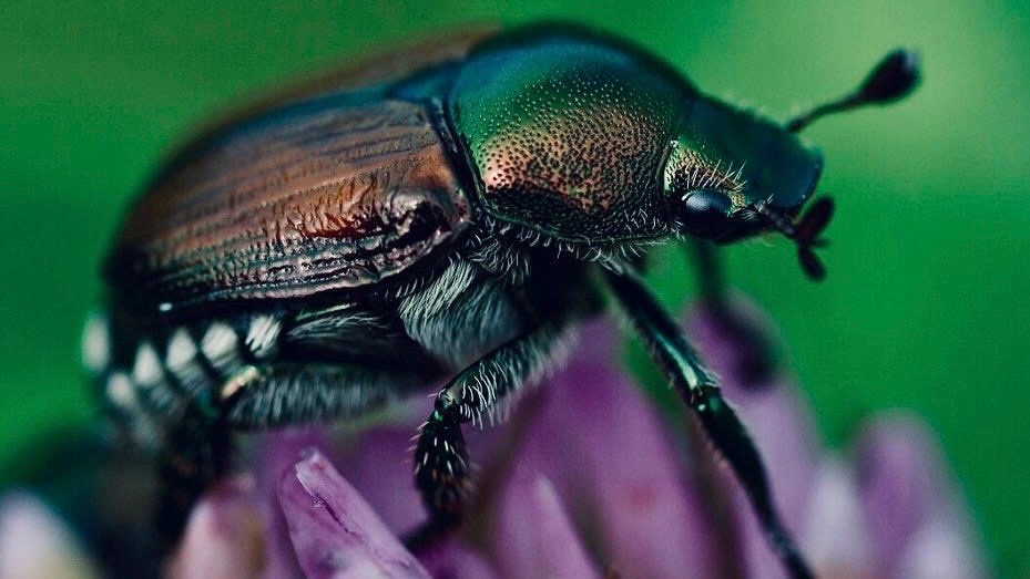 Popillia japonica. L'assedio al Nebbiolo e, presto, al Glera
