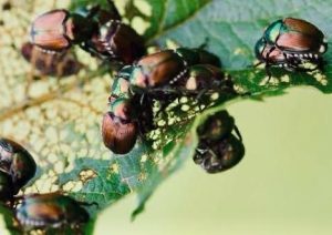 Popillia japonica. L'assedio al Nebbiolo e, presto, al Glera