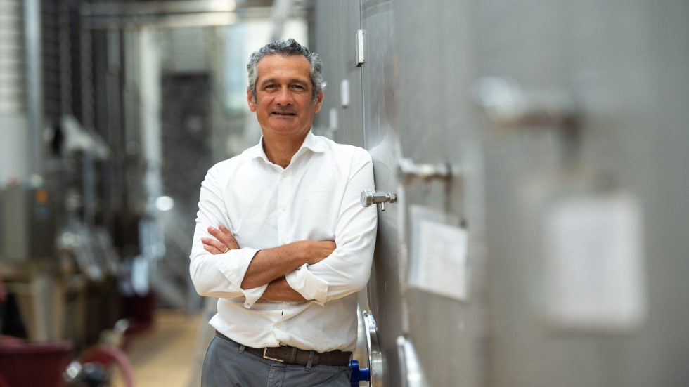 Verdicchio, VerdicchioDeiCastelliDiJesi, CastelliDiJesi, IMT, vinoMarchigiano, Marche, vendemmia2026, taglioRese, stoccaggio, riequilibrio, filieraVitivinicola, vinoItaliano, tutela, promozione, denominazioni