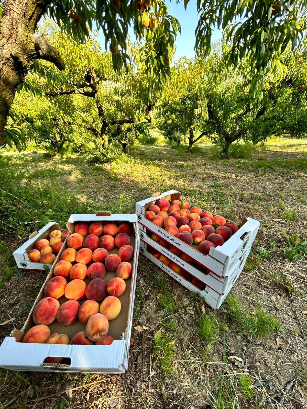 la montemarzina