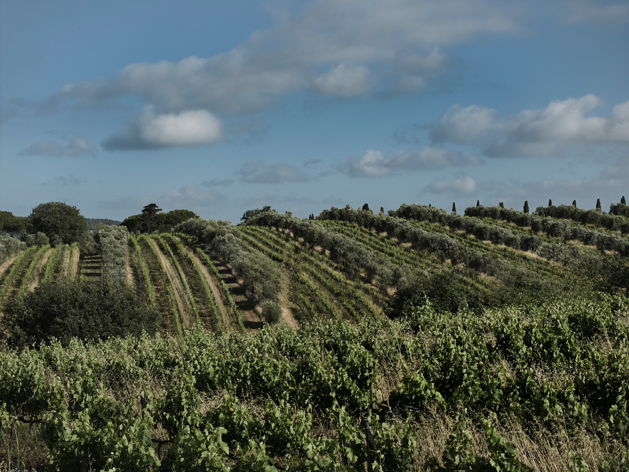 Arillo in Terrabianca