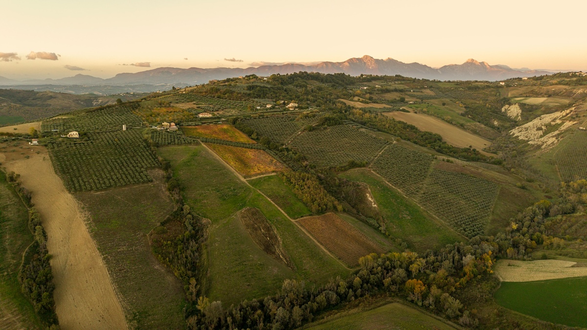 WHITE OAK VINEYARDS. Uncork Abruzzo wilderness.