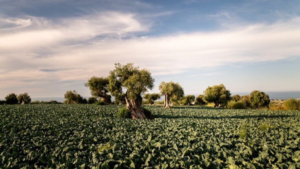 Un paesaggio da gustare: l’autunno mediterraneo di AuraTerrae