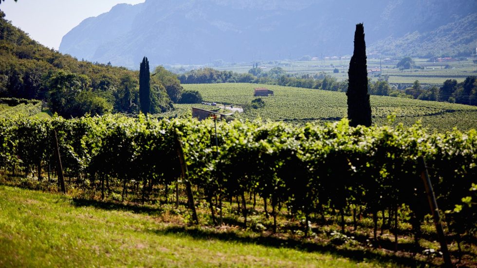 DOC DELLE VENEZIE, nasce il Premio di Laurea “Giuseppe Catarin” per valorizzare ricerca e nuove competenze nel settore vitivinicolo