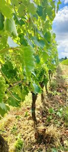 C’era una volta Cantine Dei in contrappunto di armonie