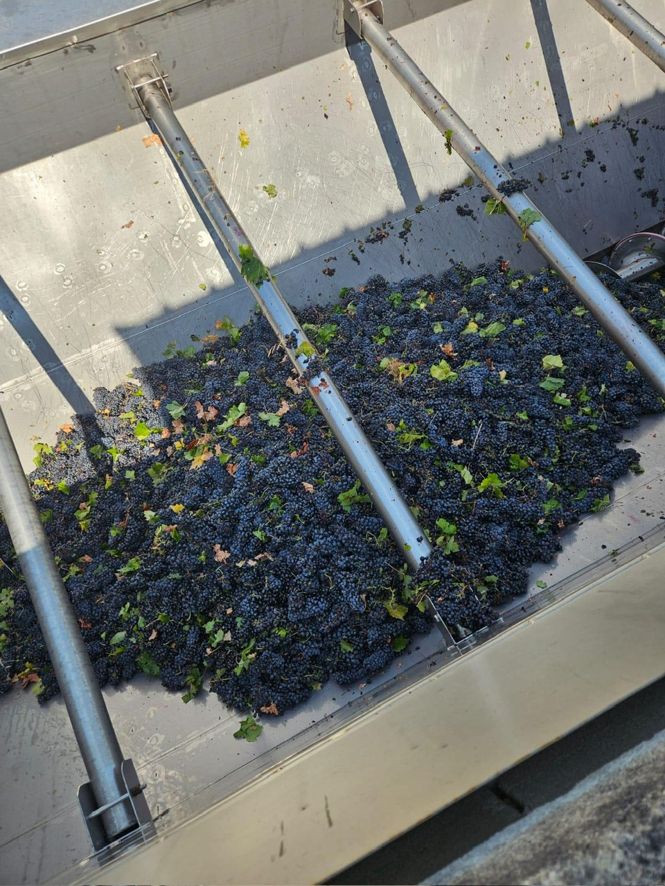 40 Are. La geometria del Primitivo di Manduria