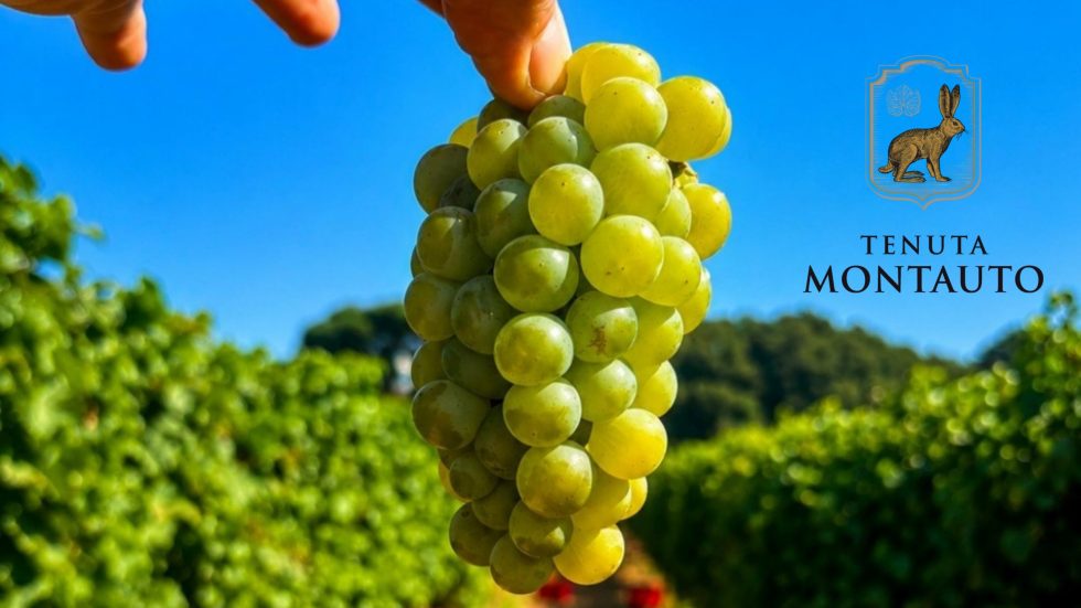 Tenuta Montauto. La purezza conquistata