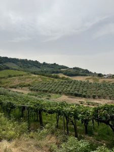 RABOTTINI VINI E OLI. Il caso del vino che non aveva fretta.