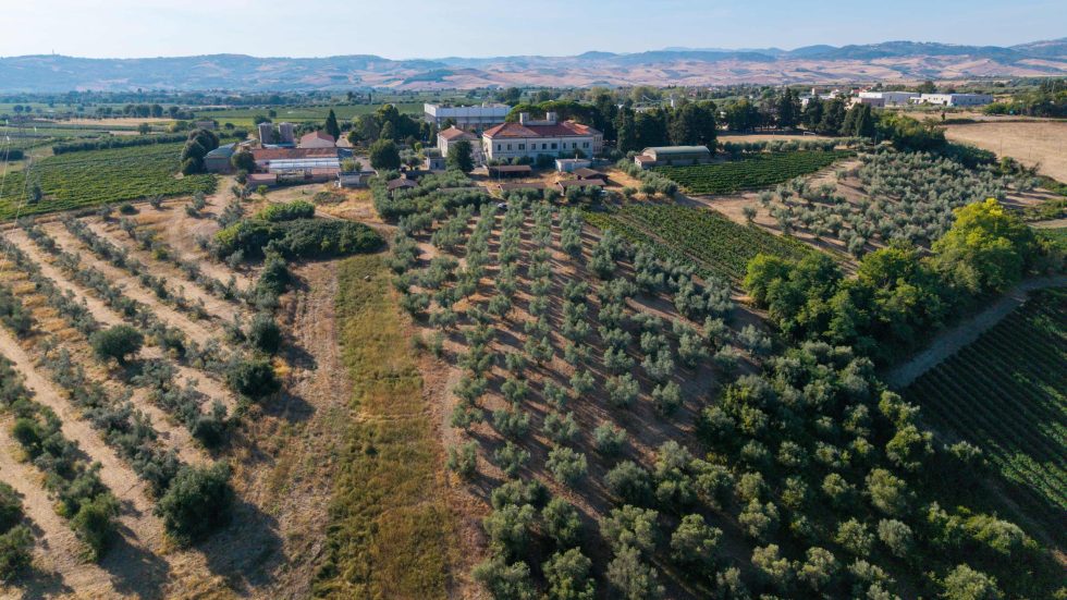 Conclusa la prima vendemmia Piwi d’Abruzzo