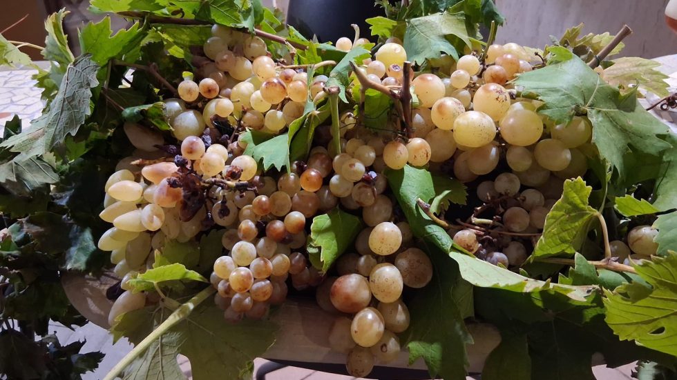 Moscato di Terracina. Patrimonio Vivo: dalla terra all'Arca, la rinascita di un'uva millenaria
