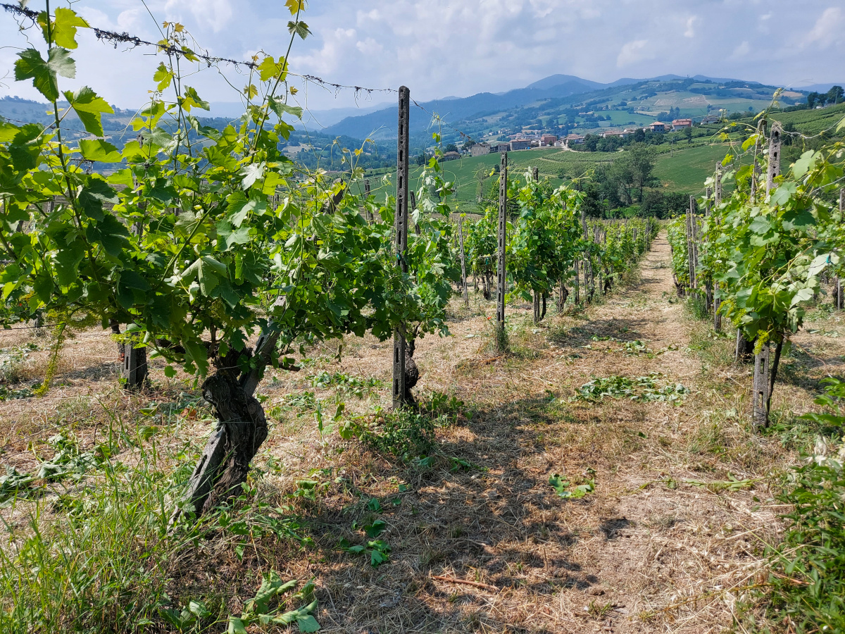Le vecchie vigne di Filarole 