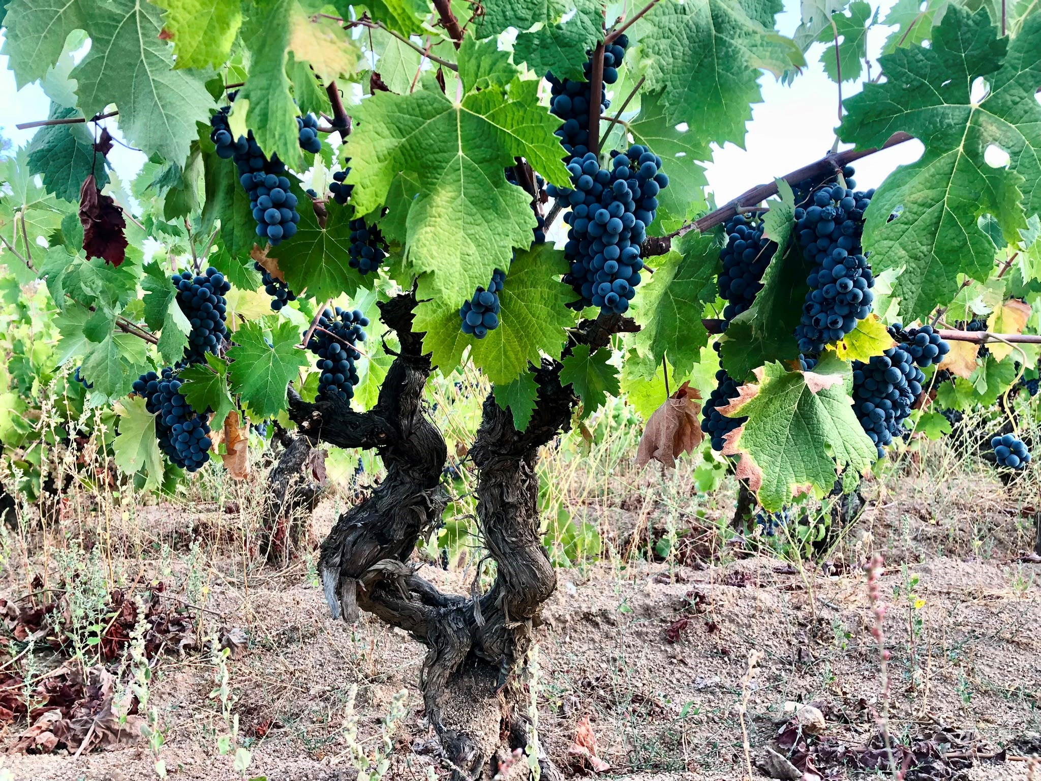 Vinodabere.it: in rete la Guida ai Vini della Sardegna 2027 (nona edizione)