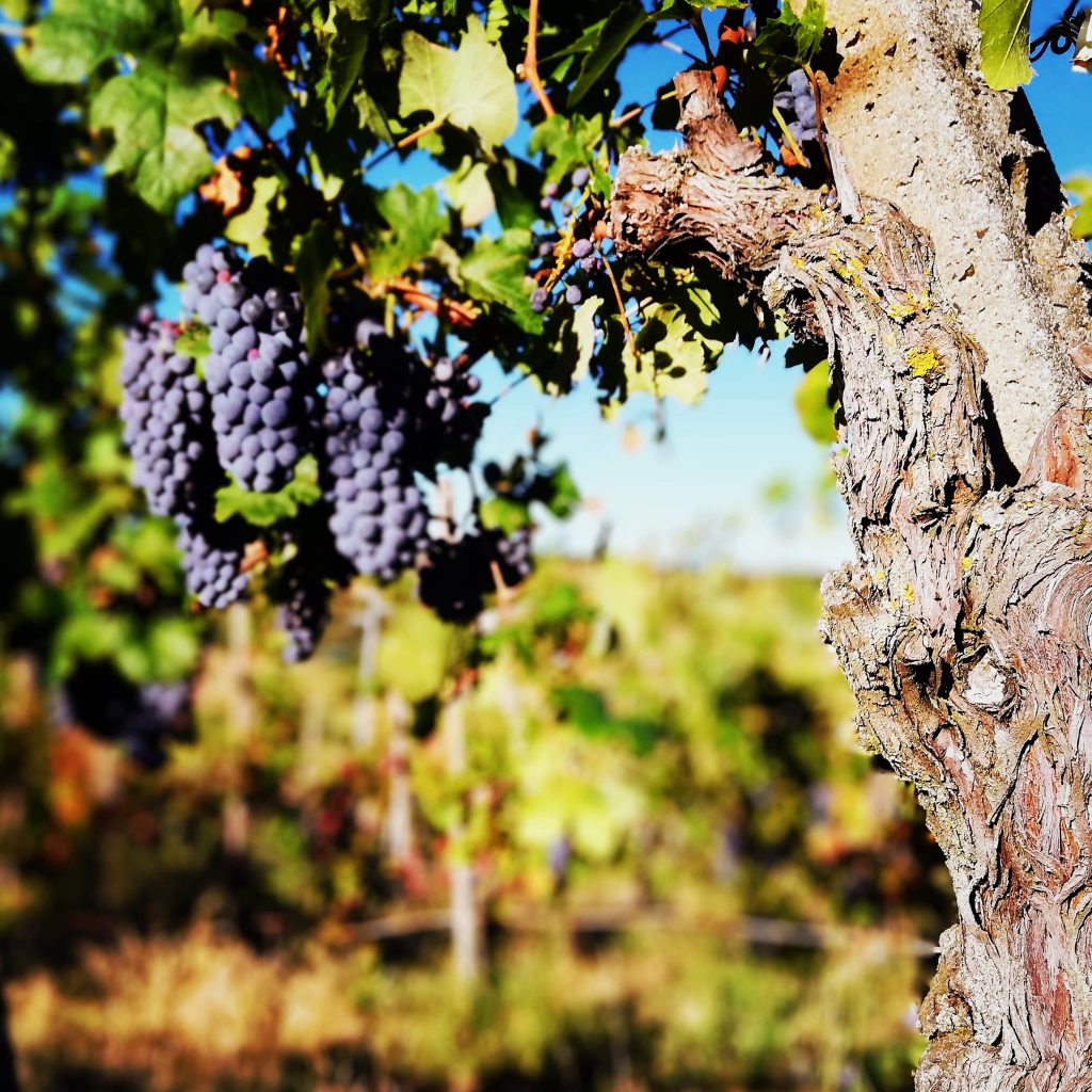 Vecchie vigne di Filarole