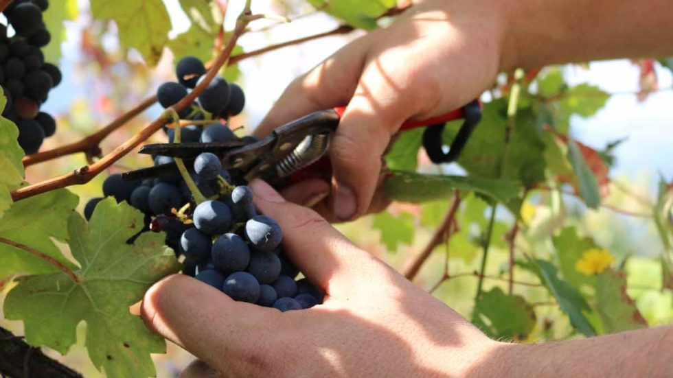 Roma fa Corto Circuito e accorcia la filiera del vino naturale