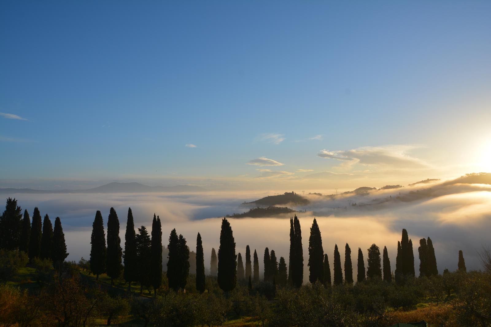 Tenuta di Capezzana