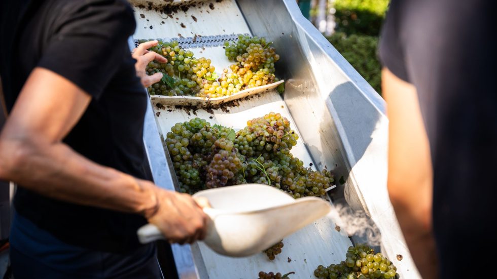 Fattoria Sardi compie 100 anni: un secolo di vino sulle Colline Lucchesi 