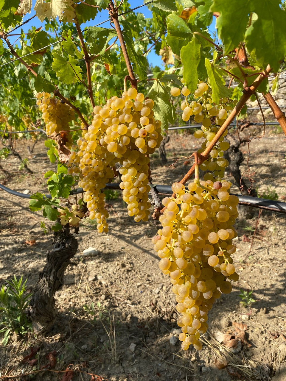 Malvasia di Bosa